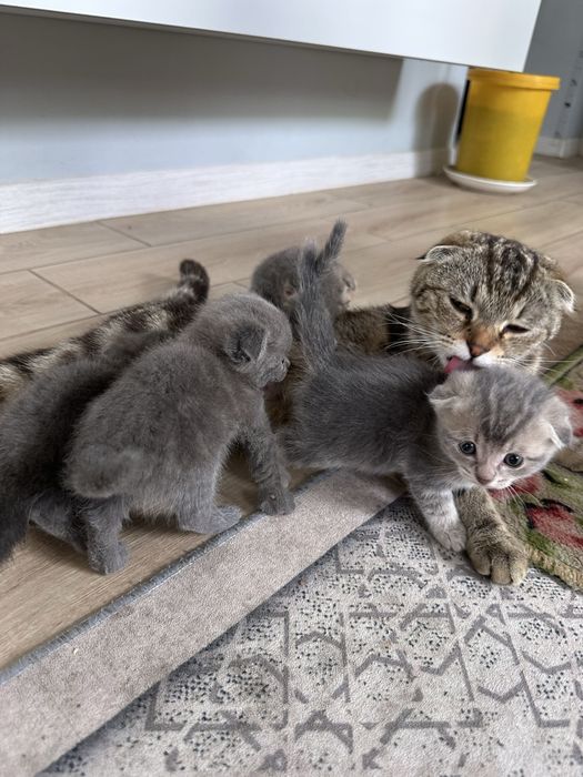 Котята британцы короткощерстные