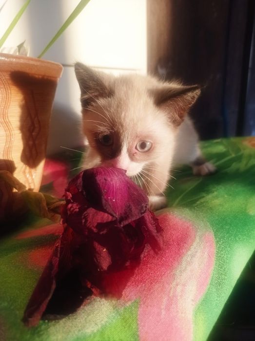 Котята в хорошие руки