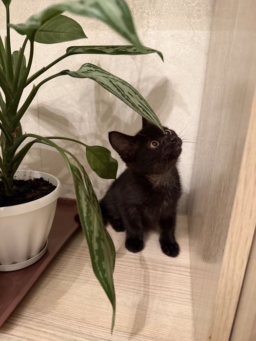 Милые, ласковые котята