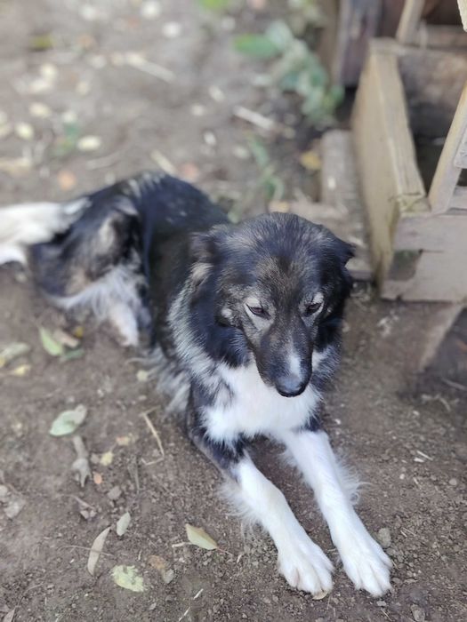 Donez câine de pază