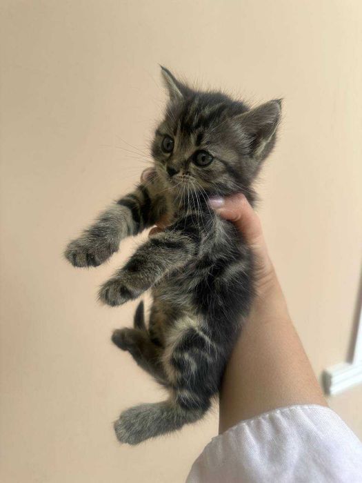 Отдаем бесплатно котят в добрые руки!