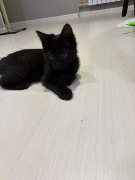Котенок в добрые руки