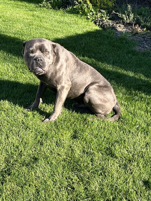 Кане корсо вязка