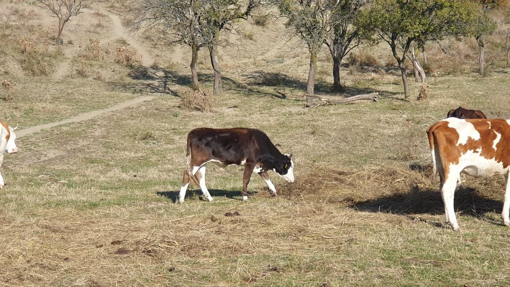 vaci viței taur reproductie junici balțată  românească brune