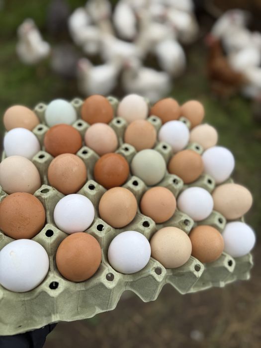 Домашни пресни яйца