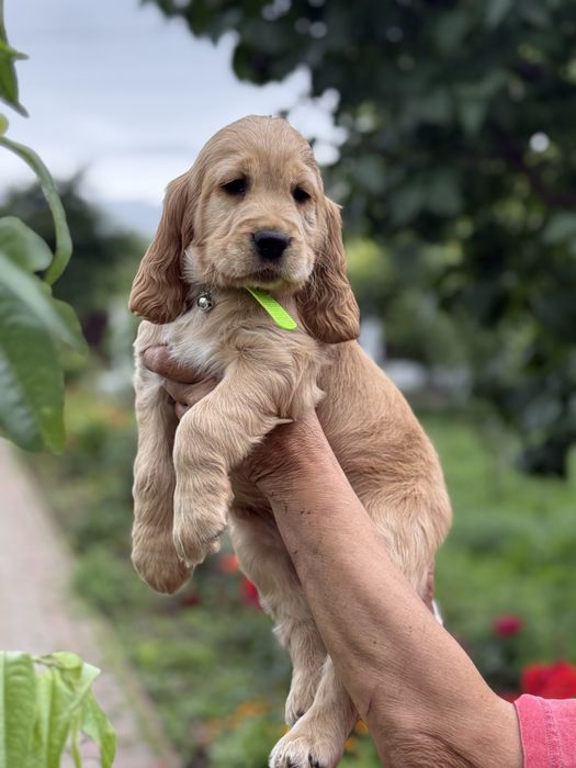 Pui de Cocker Spaniel- caută o căsuță iubitoare!