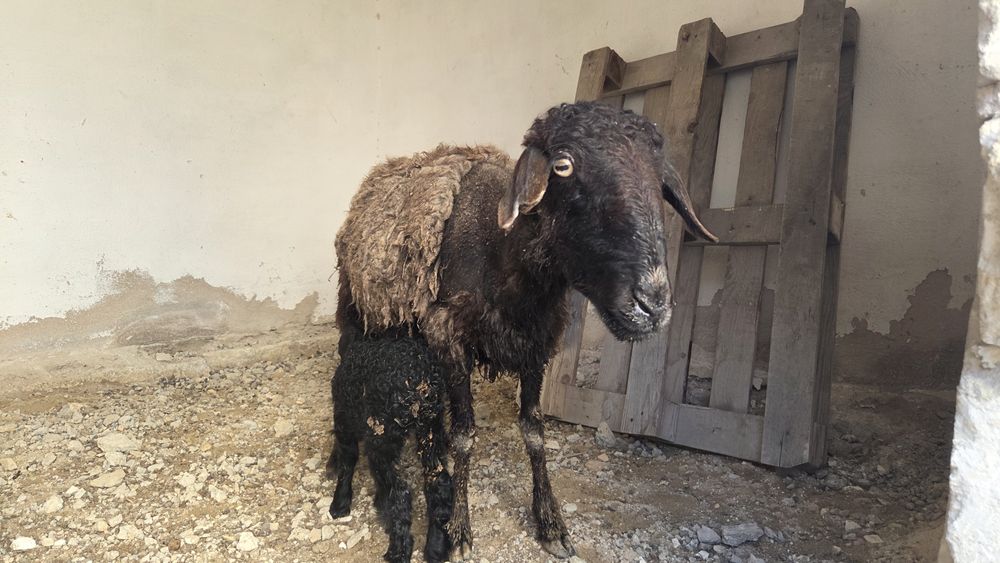 Козылы кой сатылад