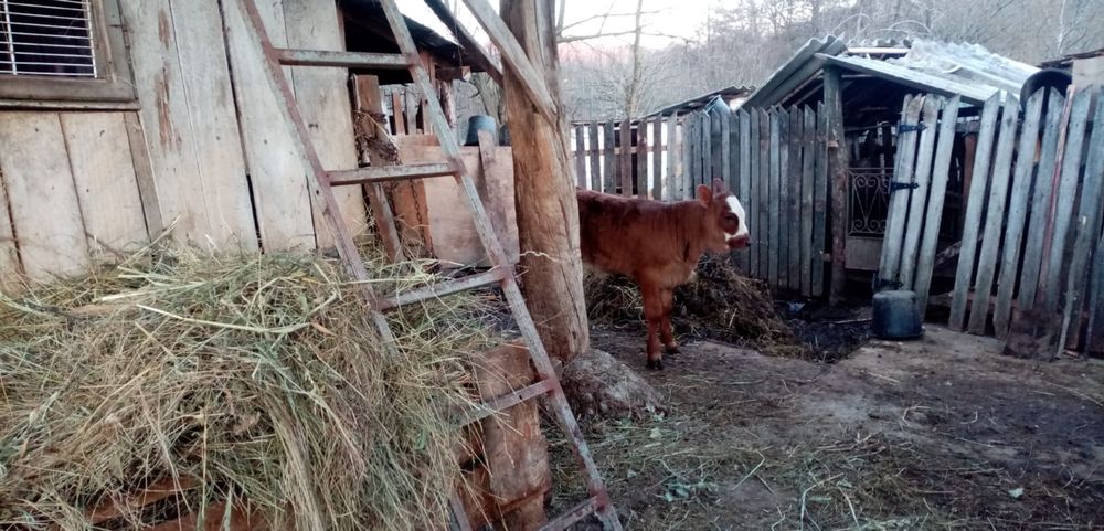 Vitea Baltata Romaneasca