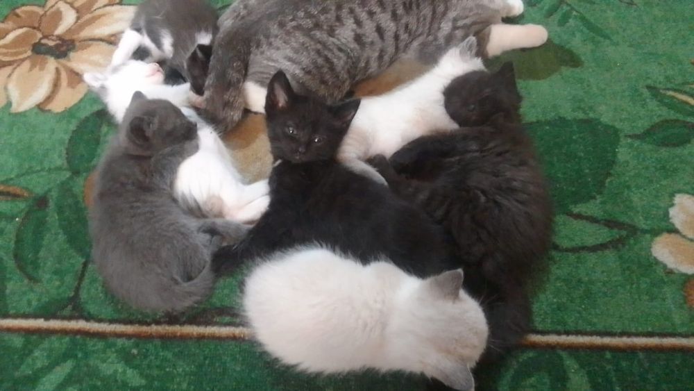 Котята 1 месяц бесплатно