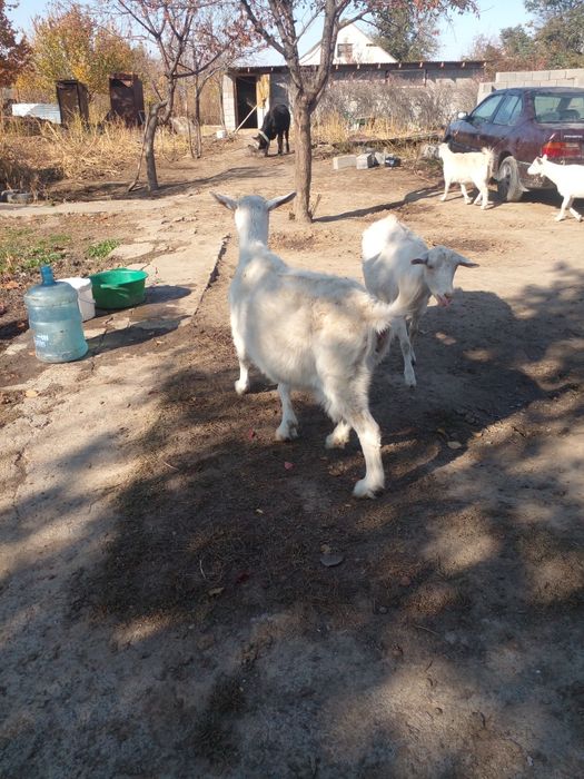 Коза зааненская.