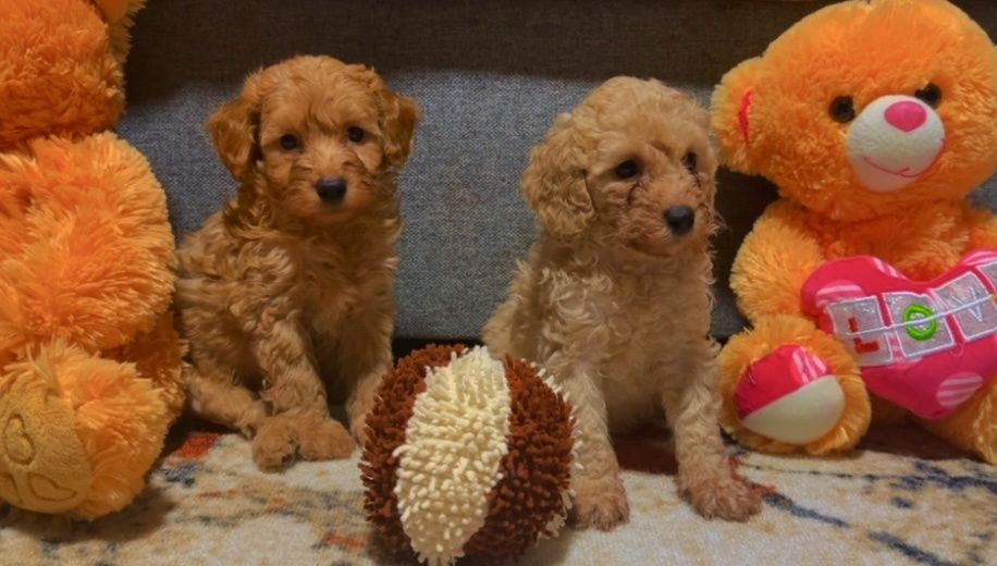 Мини пудел - пудел