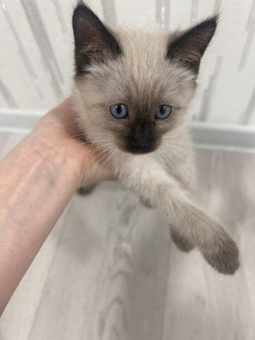 Продам кота мальчик  срочно