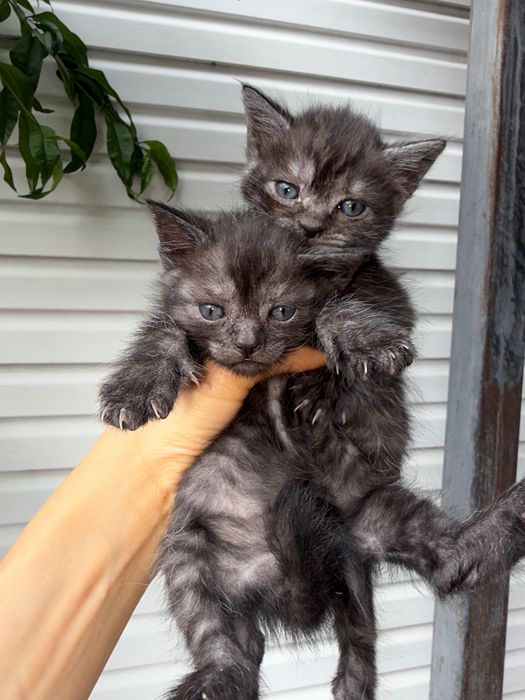 нереальные котята спасенные