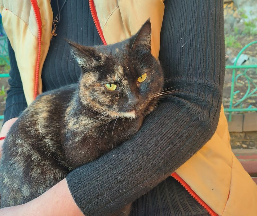 Отдам котенка бесплатно