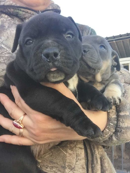 американский булли