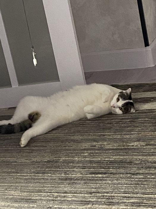 Отдадим в добрые руки