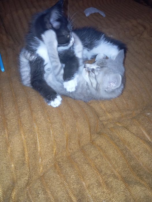 Отдам мальчики котята