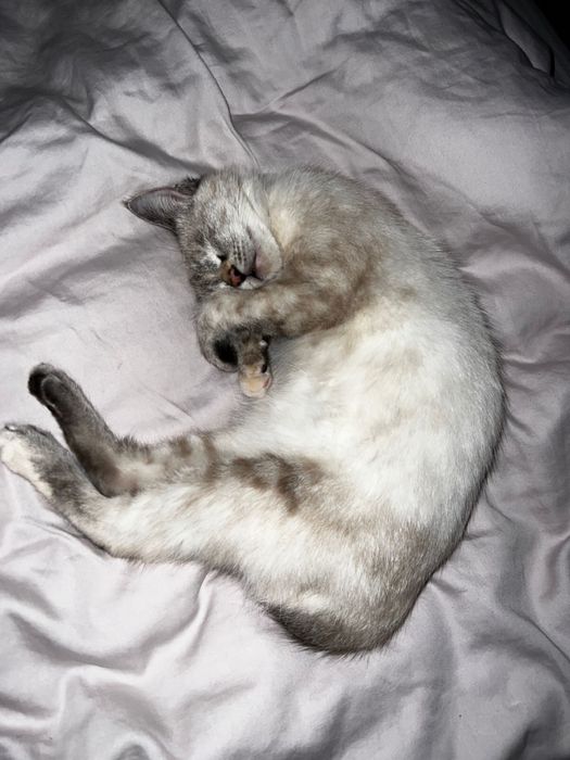 Отдаю кошку в хорошие руки