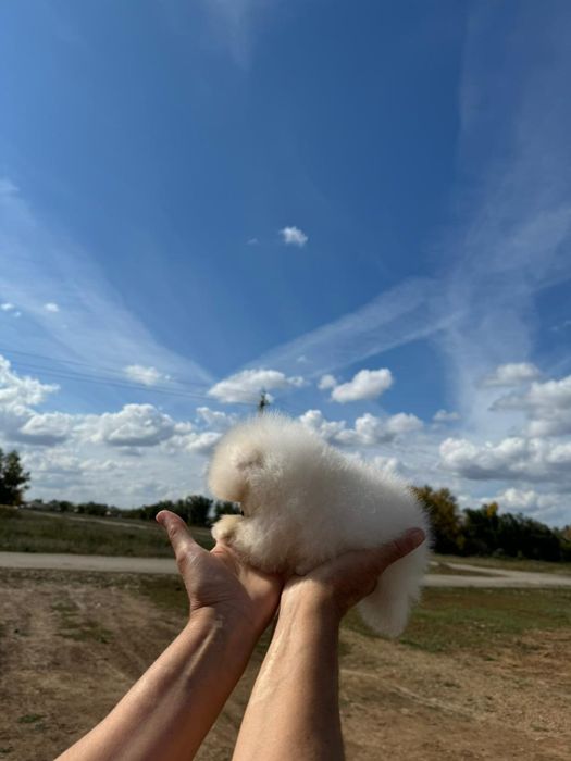 Шикарные Малыши Шпицульки