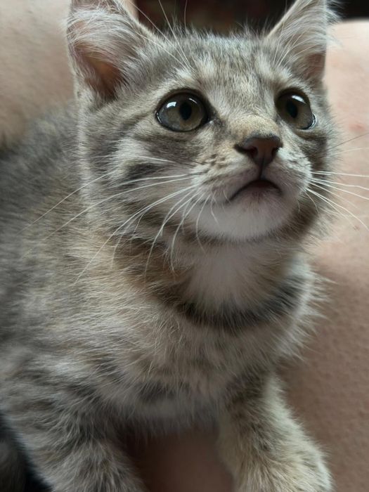 Срочно,котята ищут дом