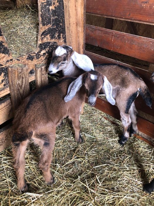 Iezi  Anglo -nubieni ,