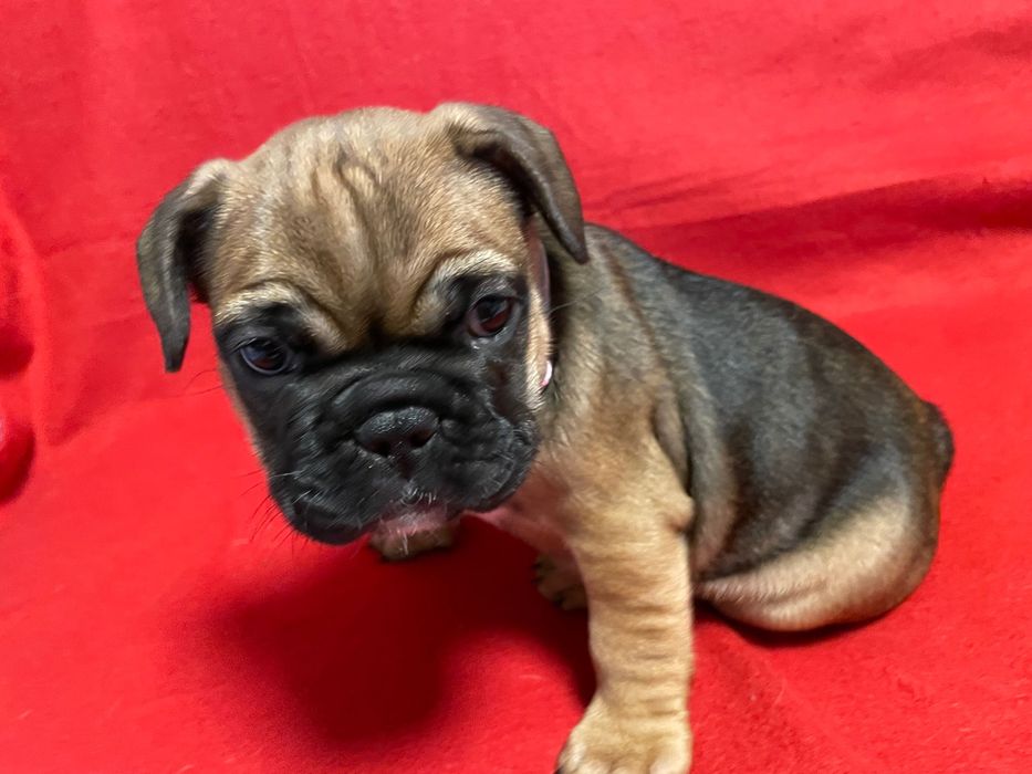 Френски   булдог