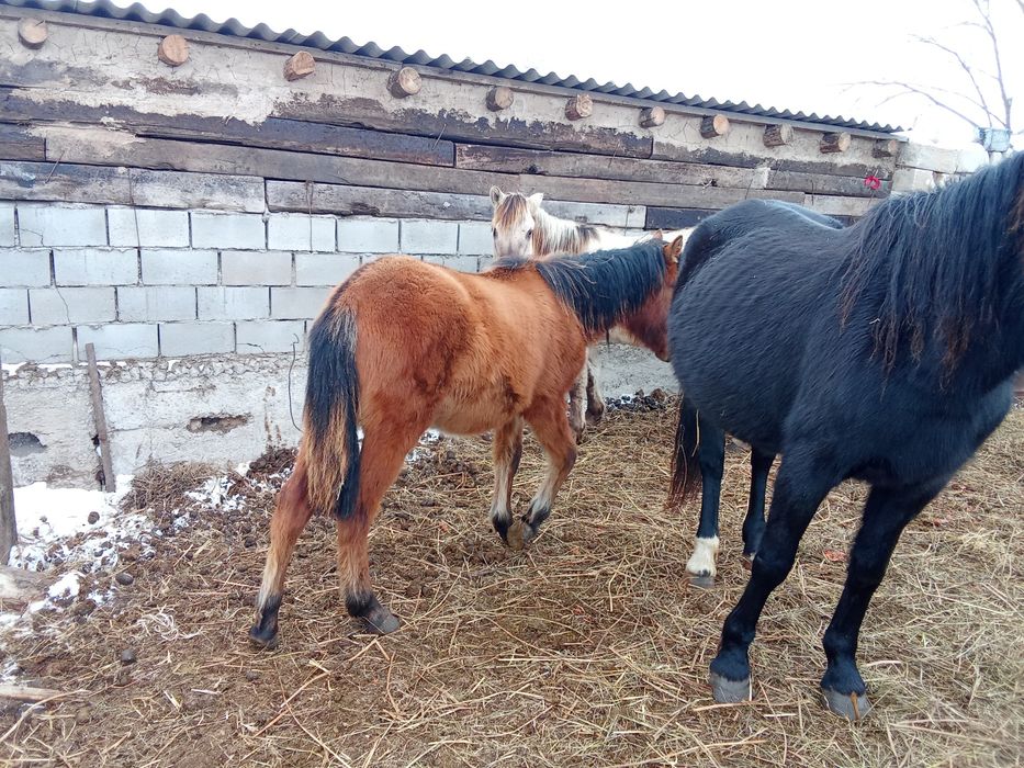 Продам лошадь.кабыла и жабагы