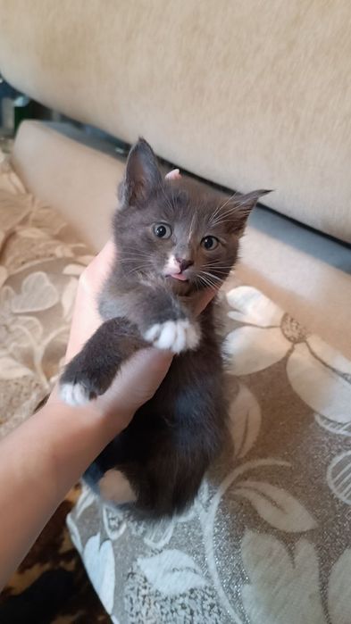 Котята домашние  свои !