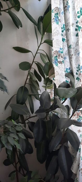 Продается фикус.