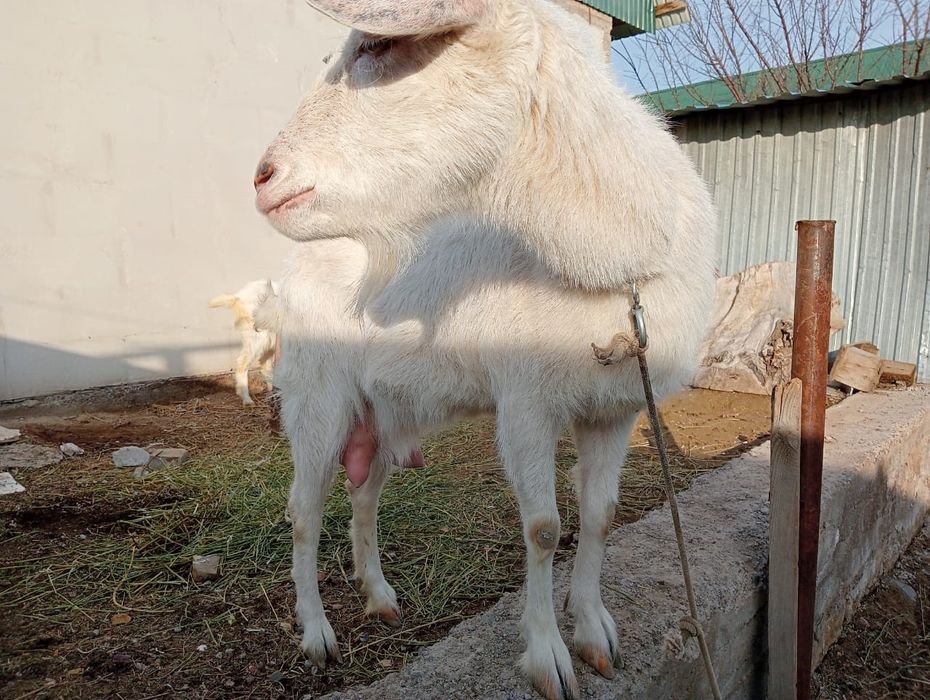 Сүтті Дойын жас ешкі сатамын