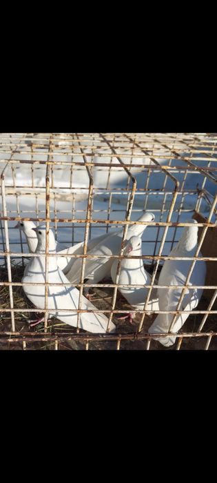 Продам голубей бойных