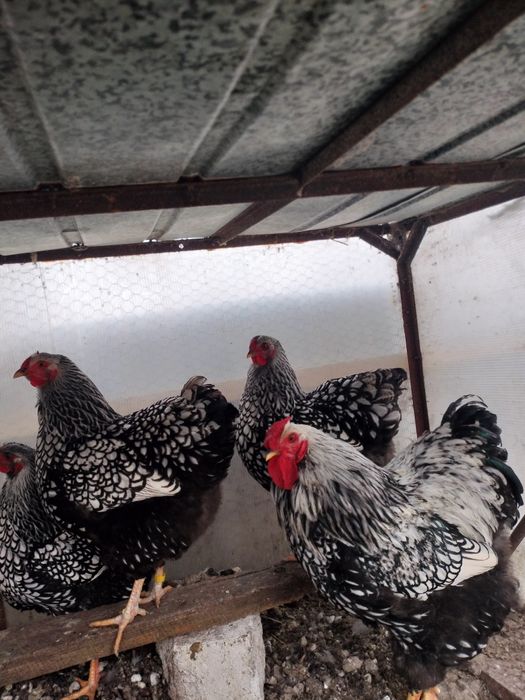 Cocoși/găini/pui wiandotte argintiu