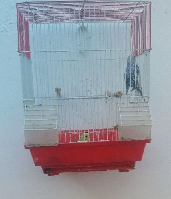 1.ta qafasi bilan 2dona papugay 200ming sum