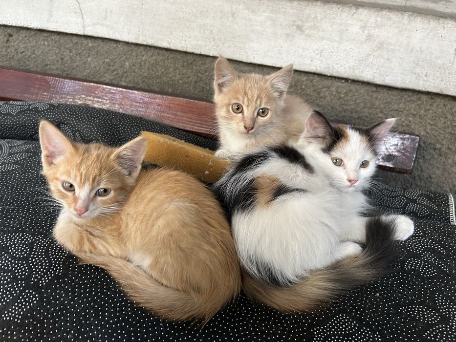 Отдам бесплатно котят