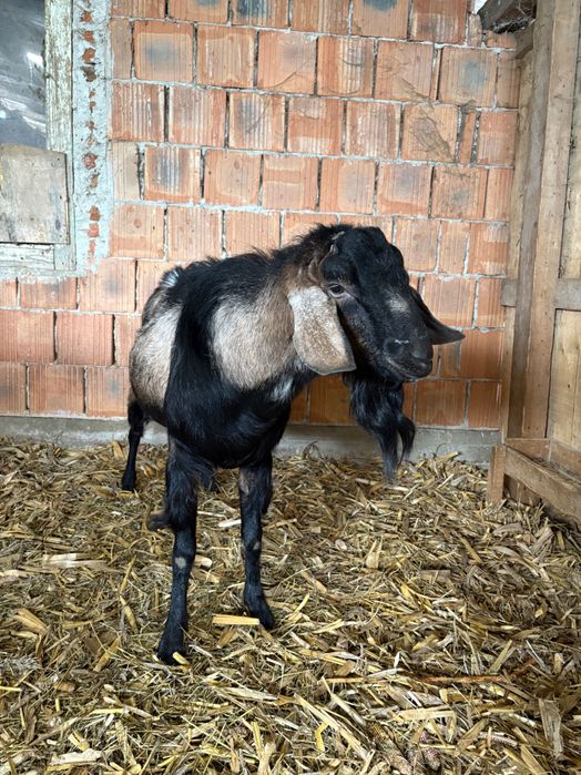 Vand țap angolanibian