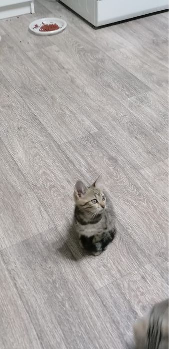 Продам породистых котят