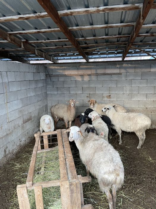 Кой баран козылы кой