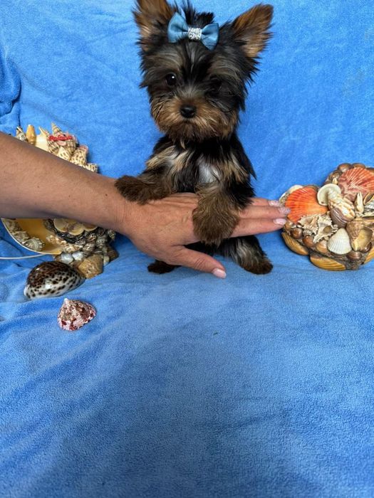 Щенки на любой вкус