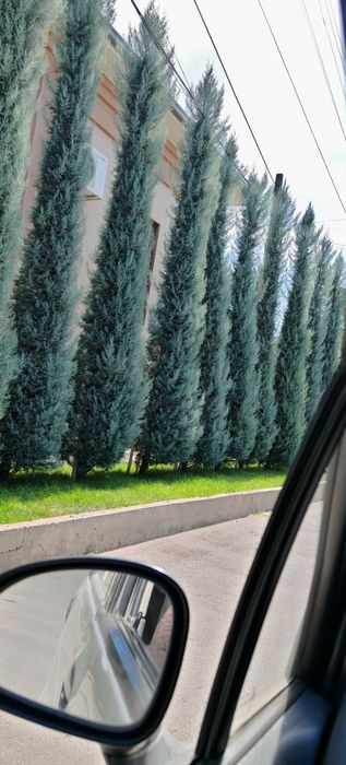 Archa kesamiz ekamiz shakl beramiz xovlidagi boshqa daraxtlaga