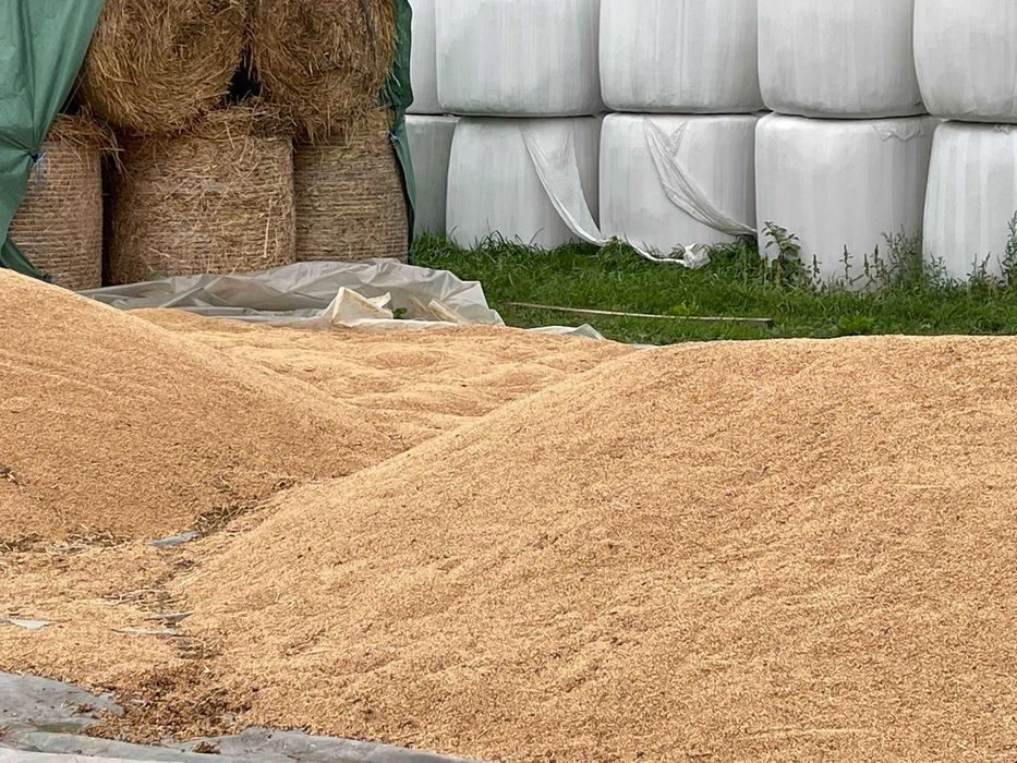 Grâu din agricultură ecologică pentru consum si samanta C2.