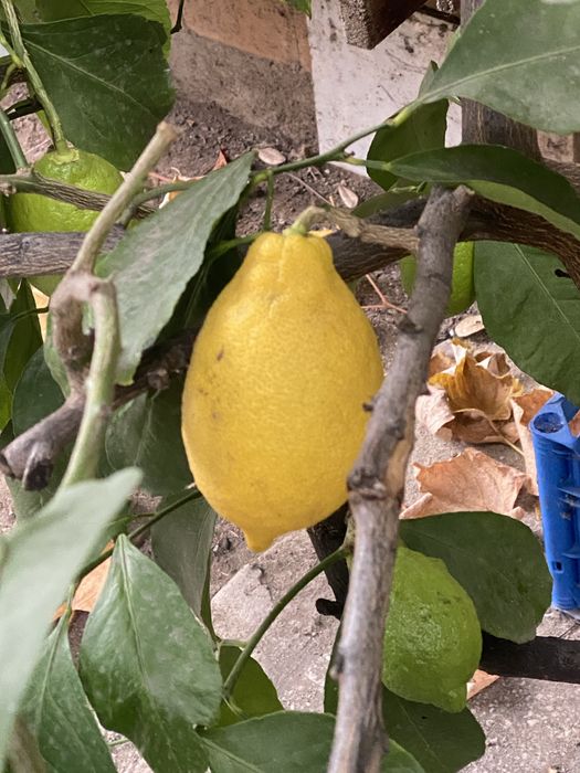 Lamai 25ani+ altruit, rodeste