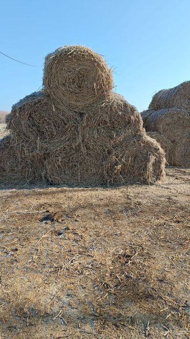 Соянын шобы сатылымда!!!