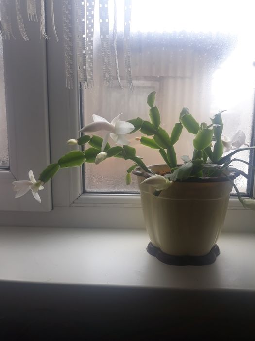 Комнатные цветы.