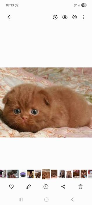 Skottish fold choko  скоттиш фолд чоко narxi bulishi