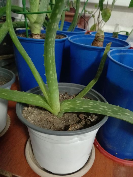 Алоэ Вера в продаже