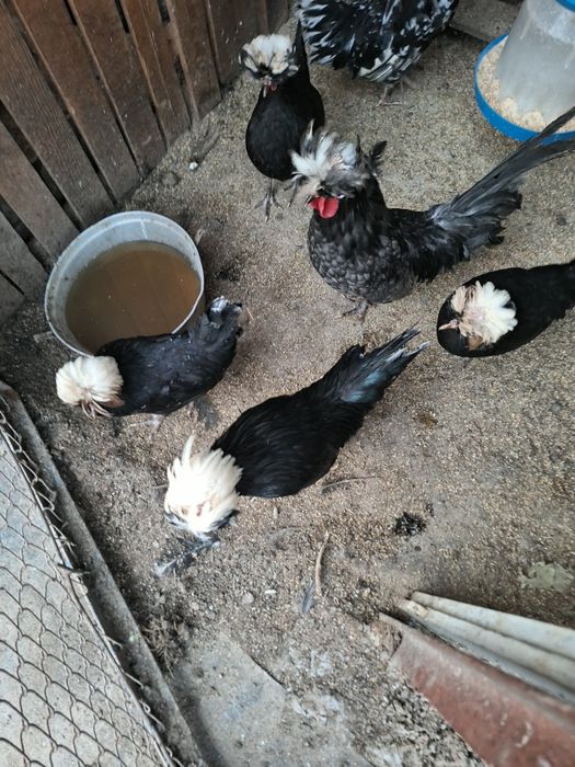 Оплодени яйца от холандска носачка