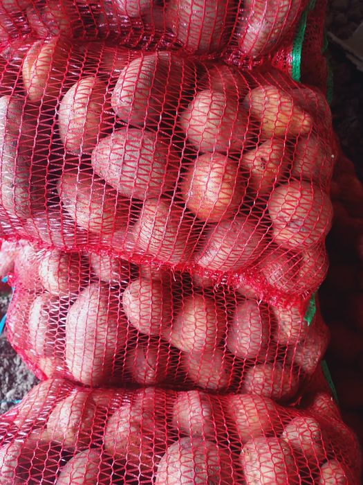 Cartofi Consum reccent ambalat si sortat