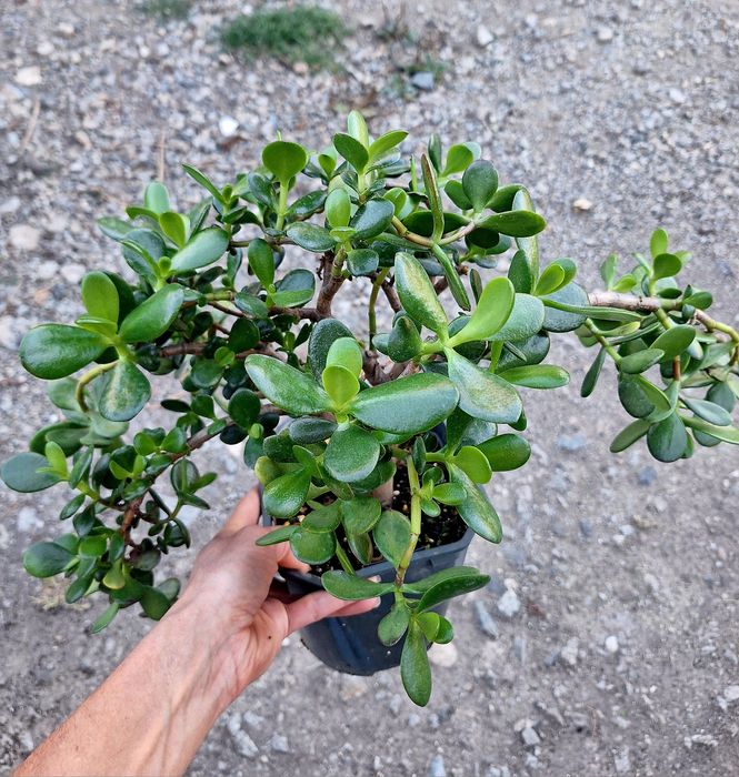 Plante de interior sau de birou