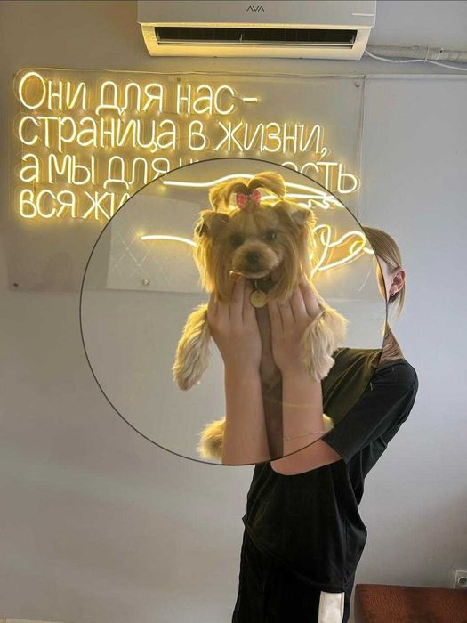 Щенки йоркширского терьера