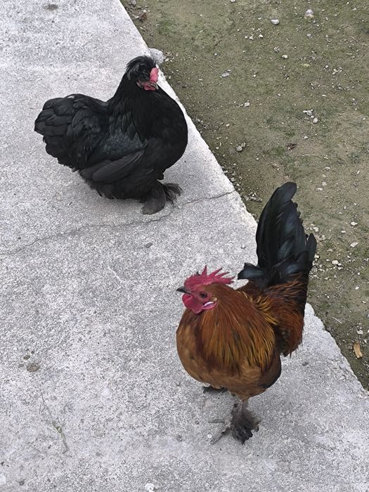 Японча хуроз ва товуклар сотилади